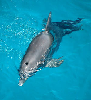 May2009/dolphin.jpg