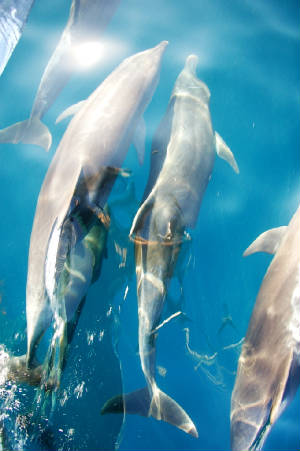 May2009/dolphins.jpg