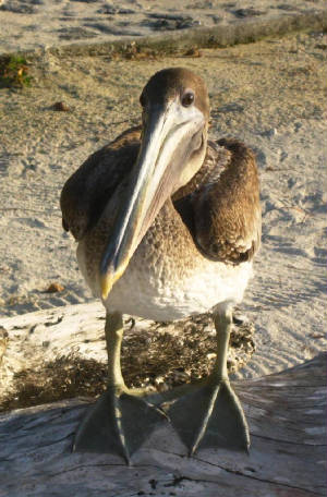May2009/pelican.JPG